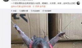 最新老鼠爆料新闻报道,揭秘娱乐圈惊人内幕